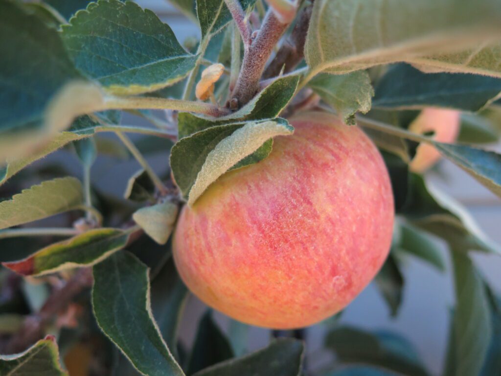 apple-juice-the-blissful-gardeners