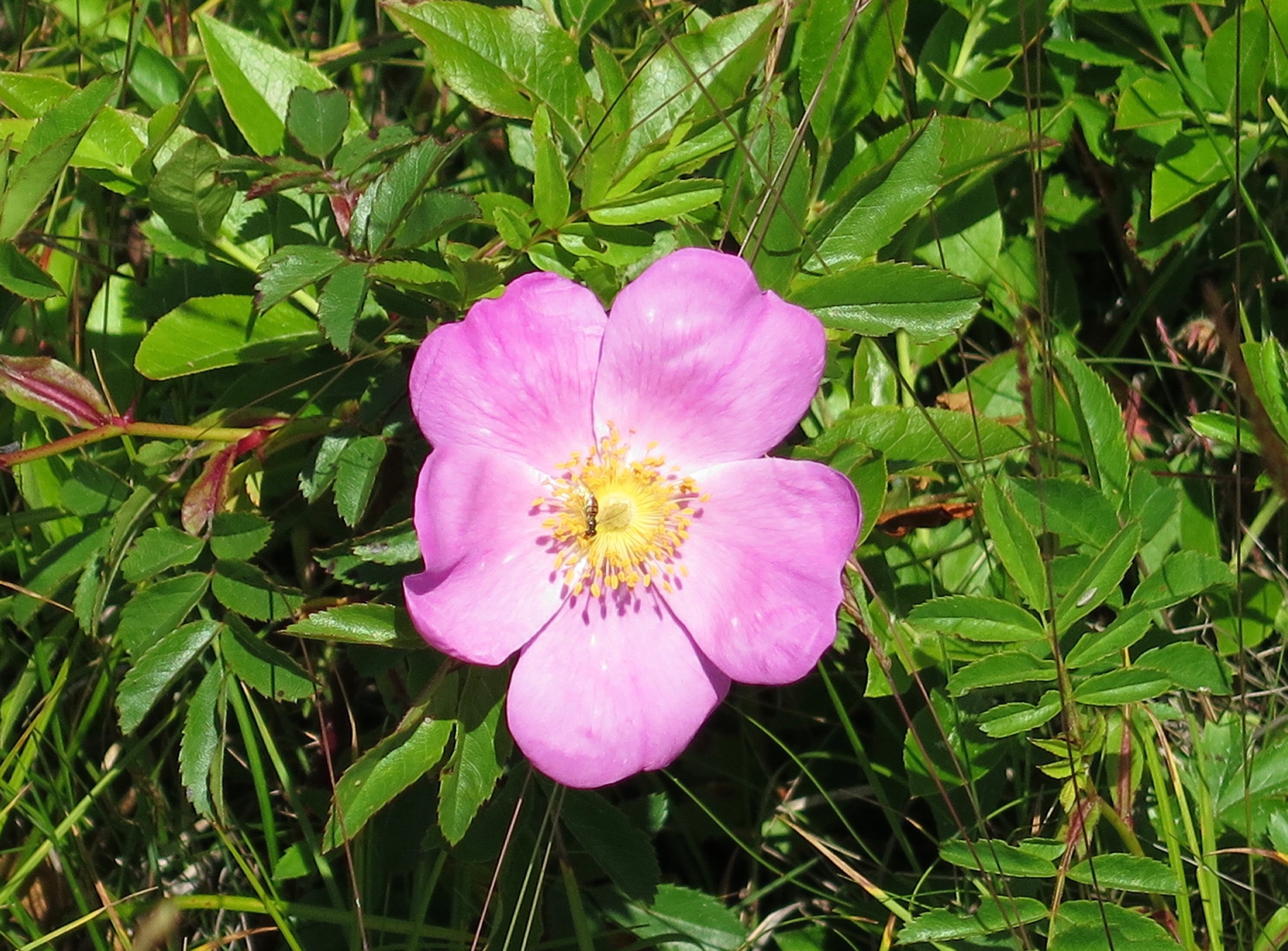 Wildflowers in Scarborough, Maine