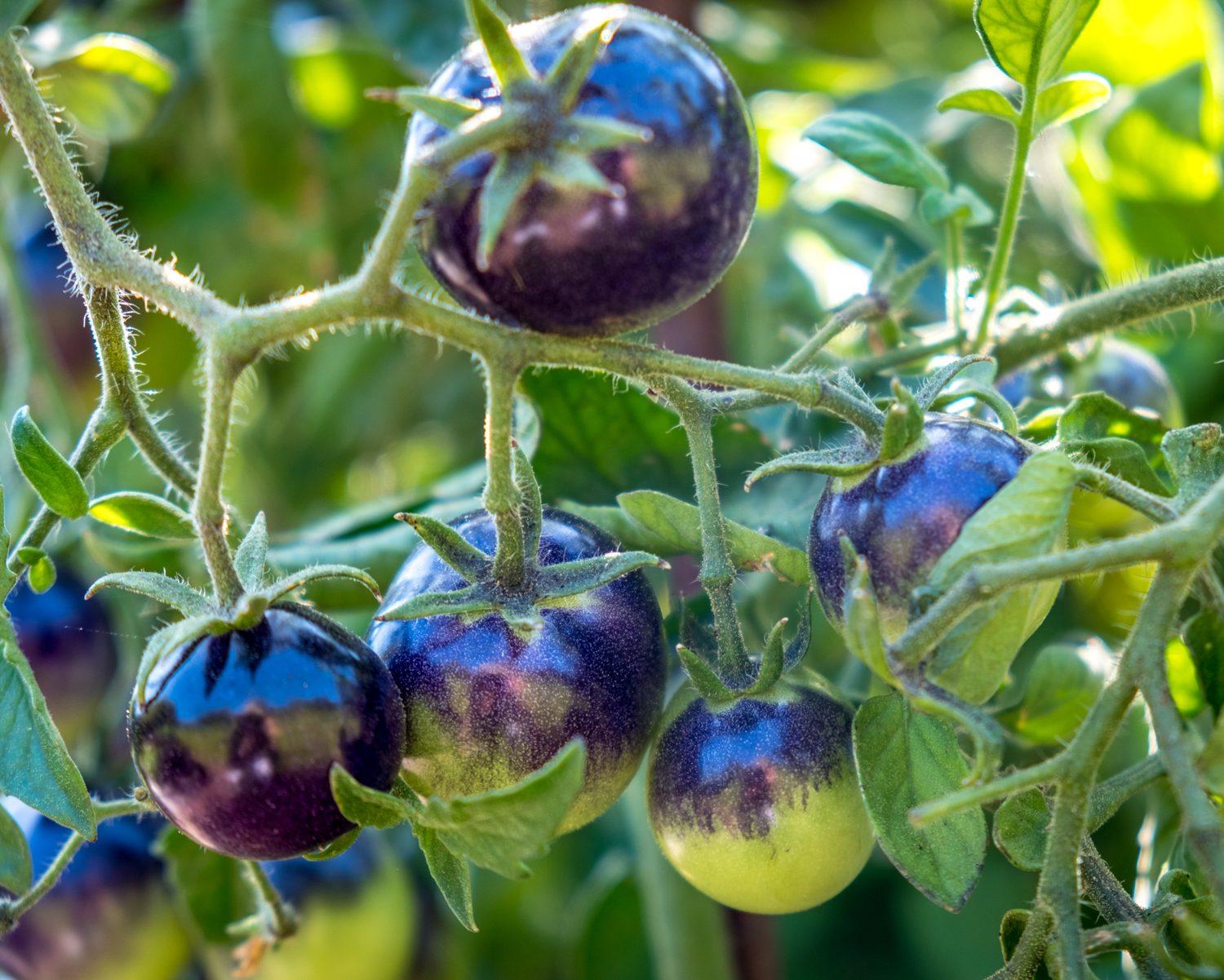 Purple tomato debuts as 'Indigo Rose' - The Blissful Gardeners
